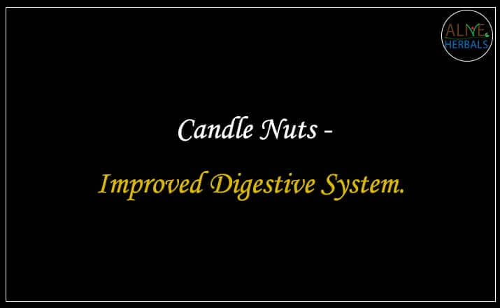 Candle Nuts