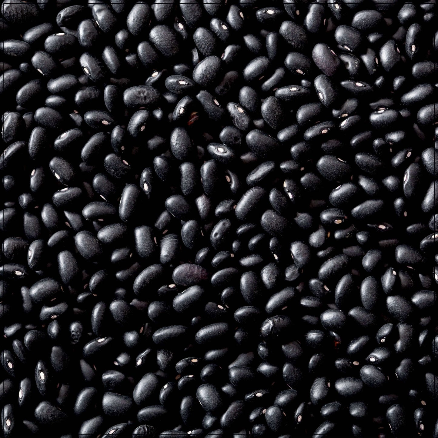 Black Turtle Beans