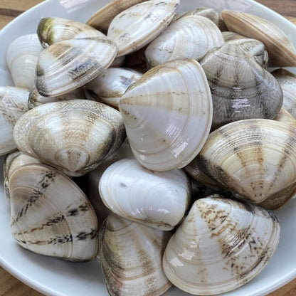 Frozen Bidan Clam (3.4oz, 100g)