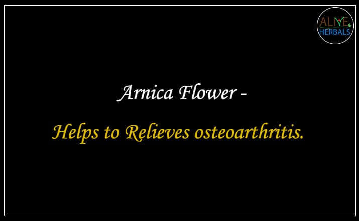 Arnica Flower