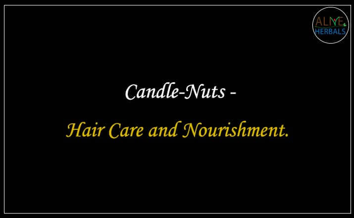 Candle Nuts