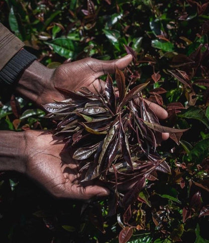 Purple Au Naturalé Kenyan Loose Leaf Tea