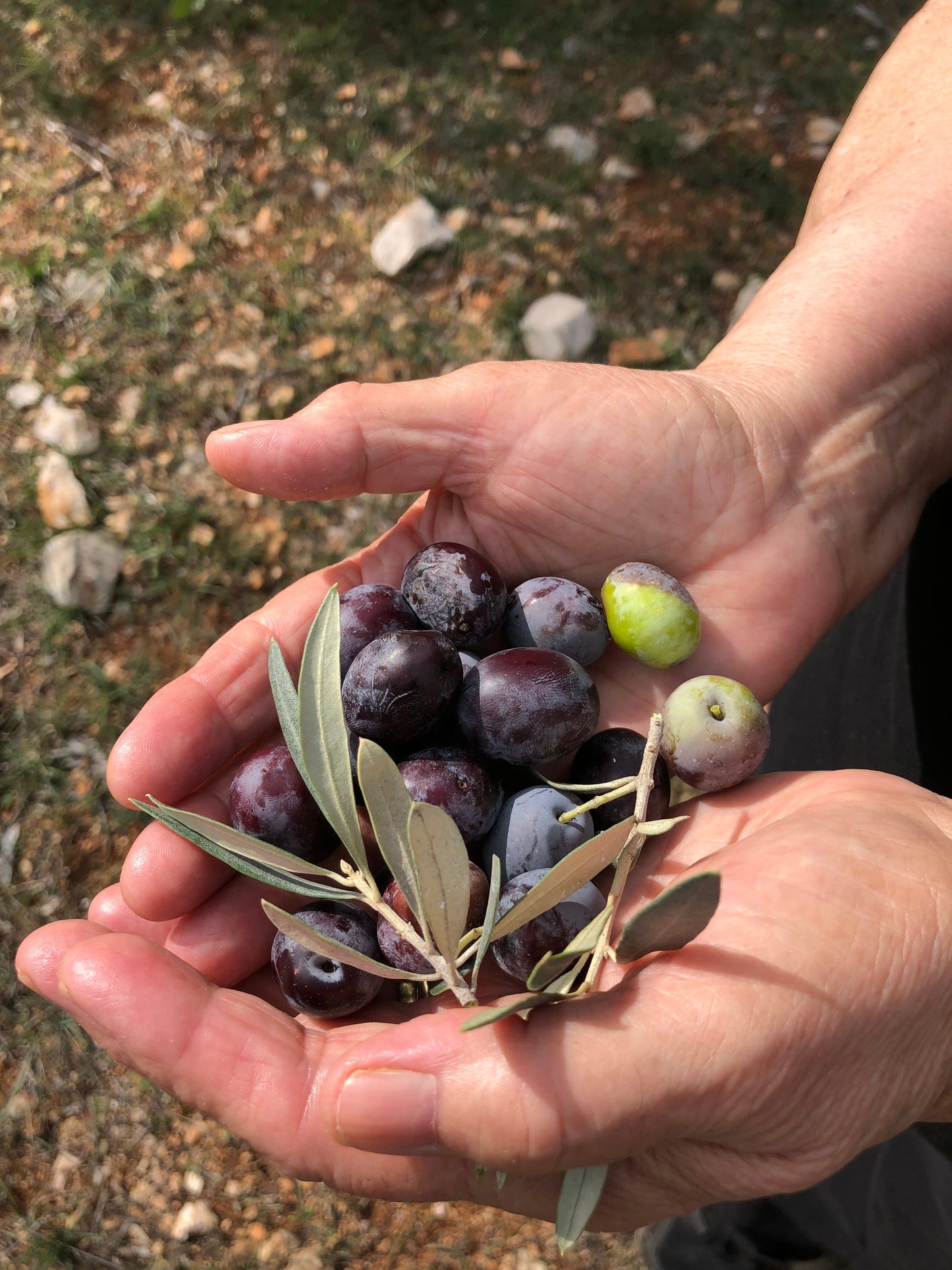 Kores Estate Greek Extra Virgin Olive Oil | Single-Estate PDO Manaki EVOO