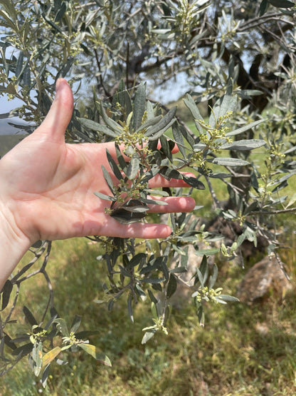 Kores Estate Greek Extra Virgin Olive Oil | Single-Estate PDO Manaki EVOO