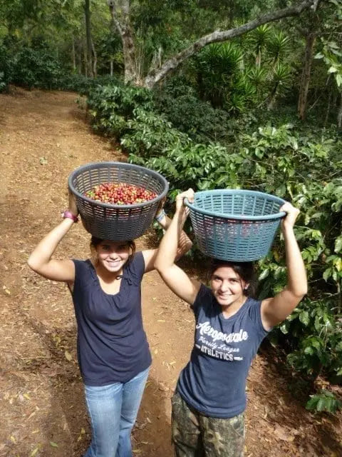 Farmer's Daughter Blend
