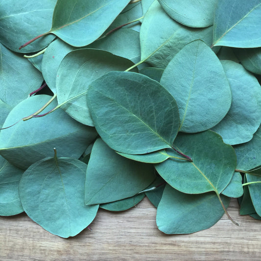 Eucalyptus Leaf, Cut, Sifted