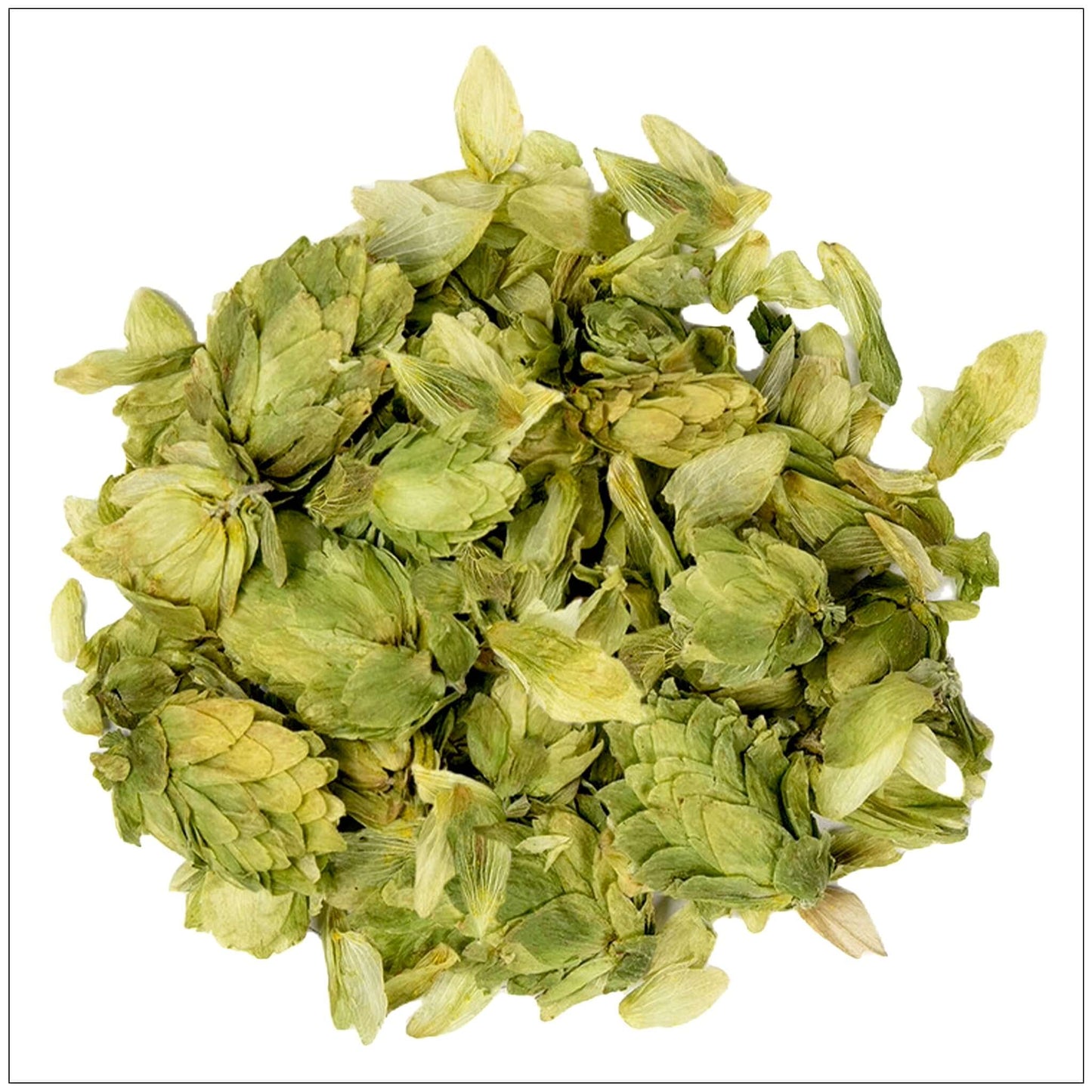 Hops Flowers