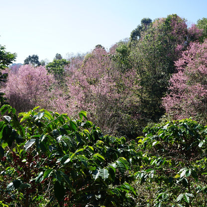 HUAI CHOMPHU ANAEROBIC BLACK HONEY