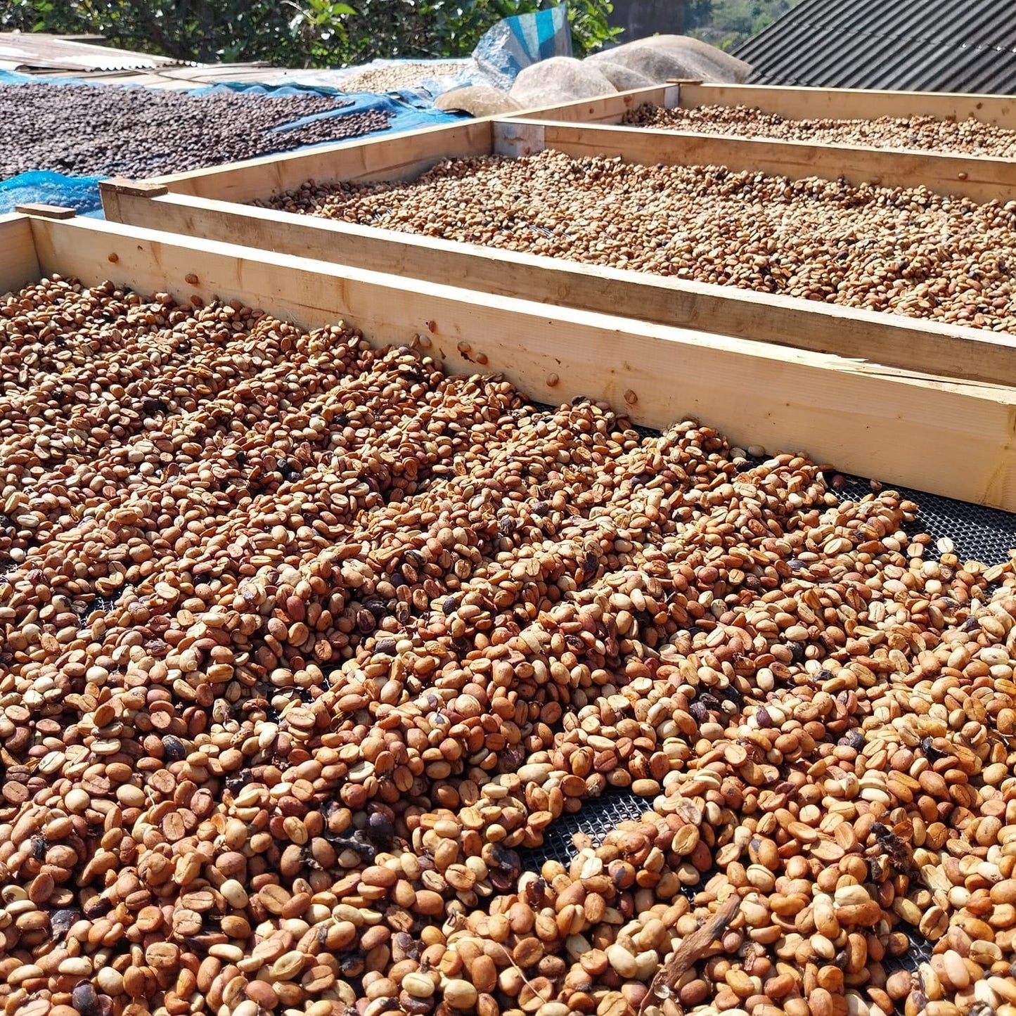 HUAI CHOMPHU ANAEROBIC BLACK HONEY