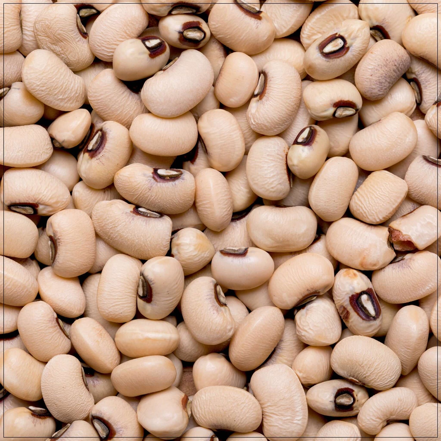 Navy Beans