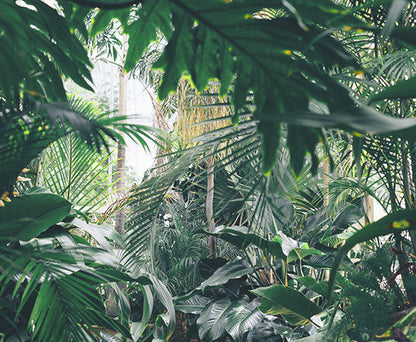 Rainforest Espresso